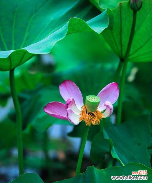 什么花象征出淤泥而不染?这种花的寓意是什么?