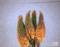 象征爱与光明的花是什么花？这种花的花语有哪些含义？