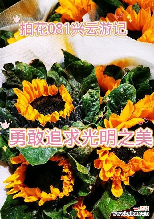 象征爱与光明的花是什么花?这种花的花语有哪些含义?