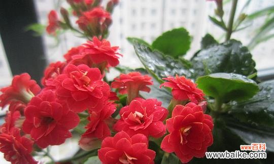 花语迟代表什么含义？花语迟的具体解释是什么？