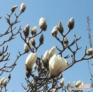 花语迟代表什么含义？花语迟的具体解释是什么？