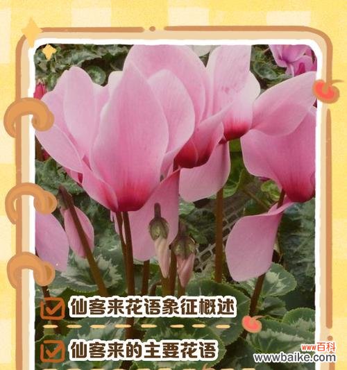 迎接大哥花语是什么？如何正确表达欢迎之意？