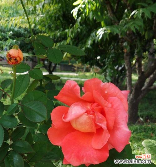 探寻月季花的深意与安庆市花的魅力 安庆市花月季的寓意与美丽传承