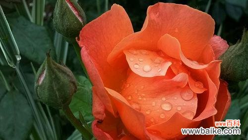 探寻月季花的深意与安庆市花的魅力 安庆市花月季的寓意与美丽传承