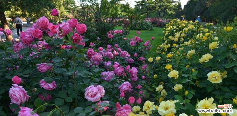 探寻月季花的深意与安庆市花的魅力 安庆市花月季的寓意与美丽传承