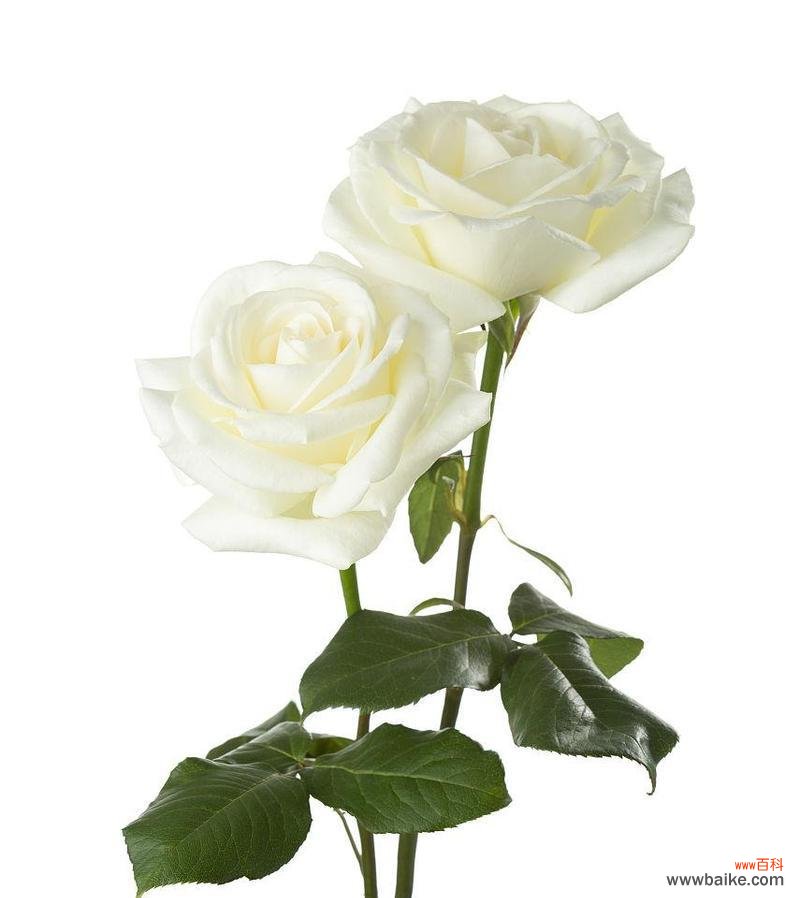 9朵白玫瑰传递的浪漫与祝福 白玫瑰的花语之谜