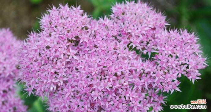 探索八宝景天的奇妙风水之道 八宝景天的风水寓意与摆放位置