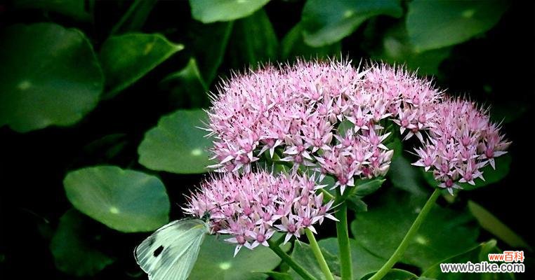 探索八宝景天的奇妙风水之道 八宝景天的风水寓意与摆放位置