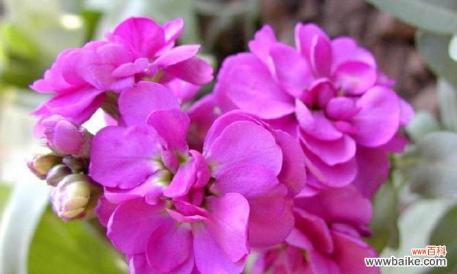 深入解读八瓣花的意义及其象征性 八瓣花的寓意与象征