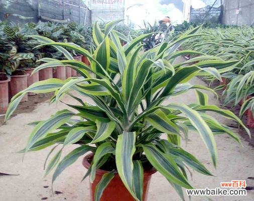 探寻以巴西美人在风水中的意义与摆放技巧 以巴西美人的风水寓意与摆放位置