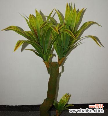 探寻以巴西美人在风水中的意义与摆放技巧 以巴西美人的风水寓意与摆放位置