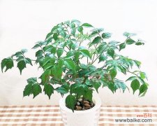 财源广进，兴旺发达的吉祥象征 八方来财树开花预示着什么？