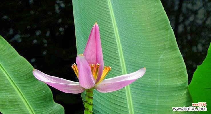 传统文化中的芭蕉,给家居带来什么? 芭蕉的风水寓意与摆放位置