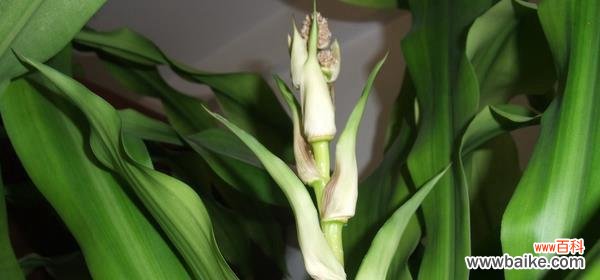 一种神秘而迷人的植物的象征意义和文化背景 探秘巴西木花的花语和寓意