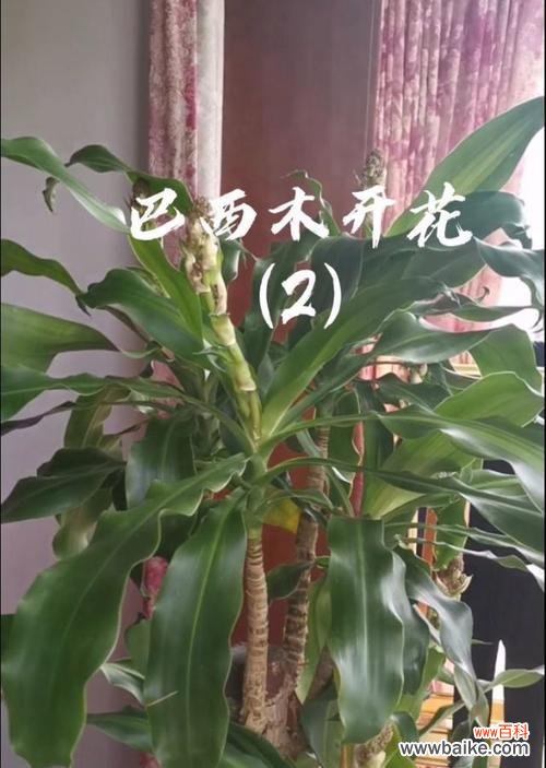 一种神秘而迷人的植物的象征意义和文化背景 探秘巴西木花的花语和寓意