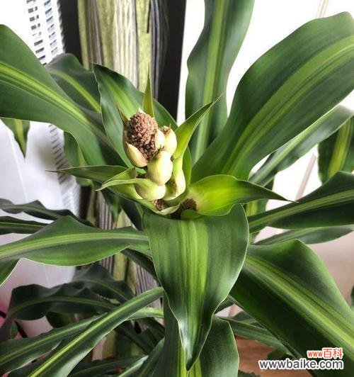 探寻巴西木花的神秘力量 以巴西木的花语与寓意