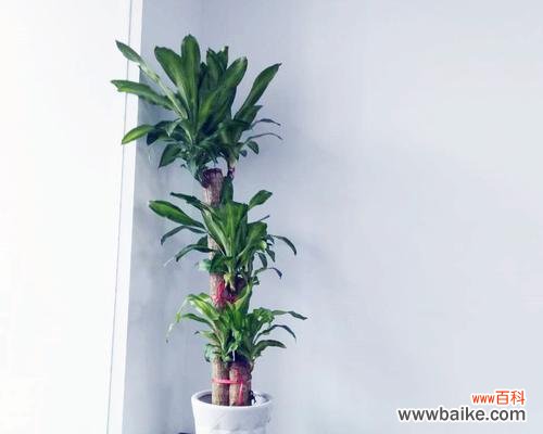 探寻巴西木花的神秘力量 以巴西木的花语与寓意