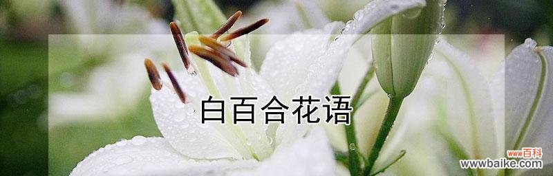纯洁和宁静的象征——白百合的花语解读 白百合的花语与意义