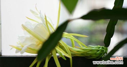 探秘霸王花开花时间与寓意 霸王花盛放的春天