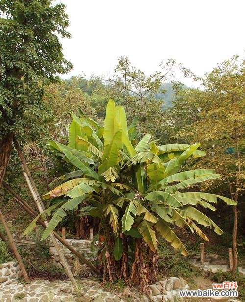 揭秘芭蕉树在风水中的作用与寓意 芭蕉树风水的神奇力量