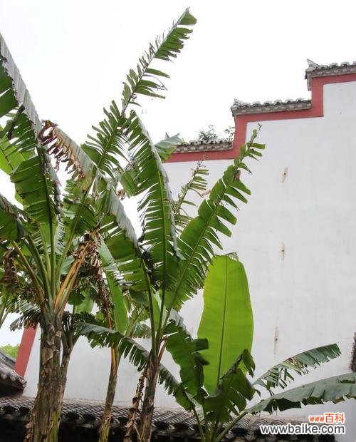 揭秘芭蕉树在风水中的作用与寓意 芭蕉树风水的神奇力量