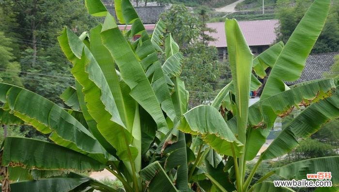揭秘芭蕉树在风水中的作用与寓意 芭蕉树风水的神奇力量