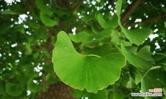 探索树木中蕴含的爱情哲学 爱情之树