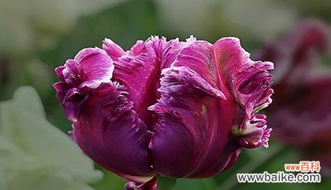 探索郁金香花的文化意义与象征特征 郁金香花