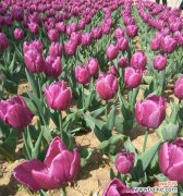 以郁金香传达心意 郁金香花语告诉您适合送给什么人