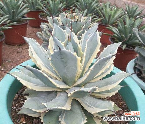 以寓意吉祥的多肉植物带来幸福和繁荣 多肉植物