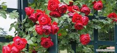 解密植物月季春化过程中的关键因素 月季春化