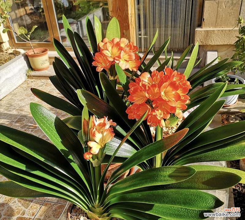 三十三支花的寓意及其代表意义是什么?