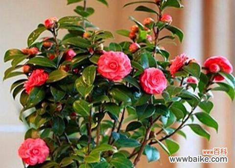 哪些花寓意发财和幸福？它们的象征意义是什么？