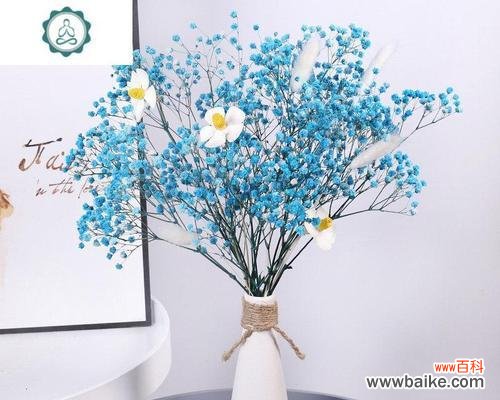 蓝色星空花代表了什么含义？