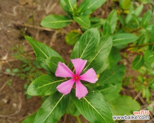 什么花代表爱?不同花卉代表的爱的种类有哪些?