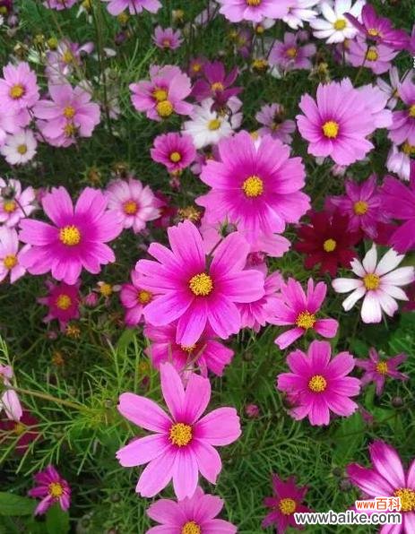 格桑花的花语含义是什么?它象征着什么情感?