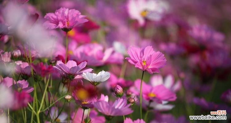 格桑花的花语含义是什么?它象征着什么情感?