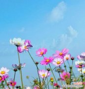 格桑花的花语含义是什么？它象征着什么情感？