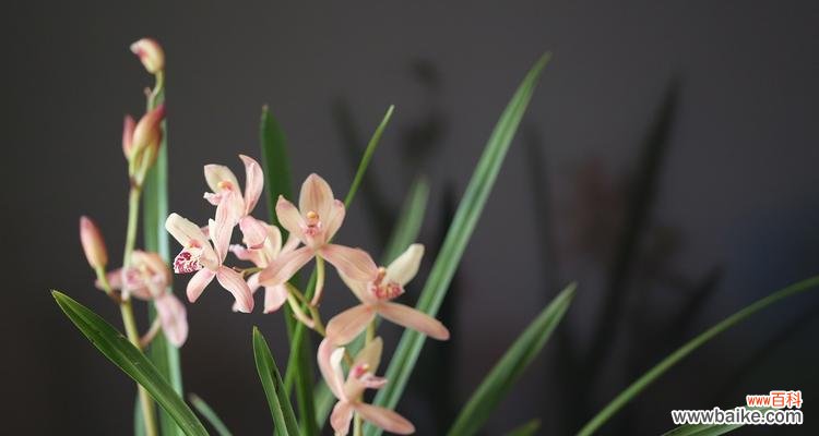 花意和花名的含义是什么?它们象征了什么?