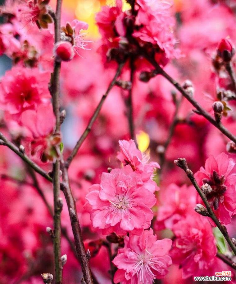 云南爱情象征的花有哪些?