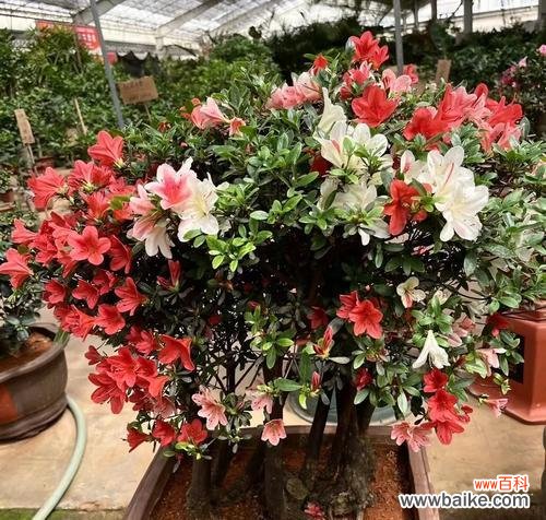 云南爱情象征的花有哪些?