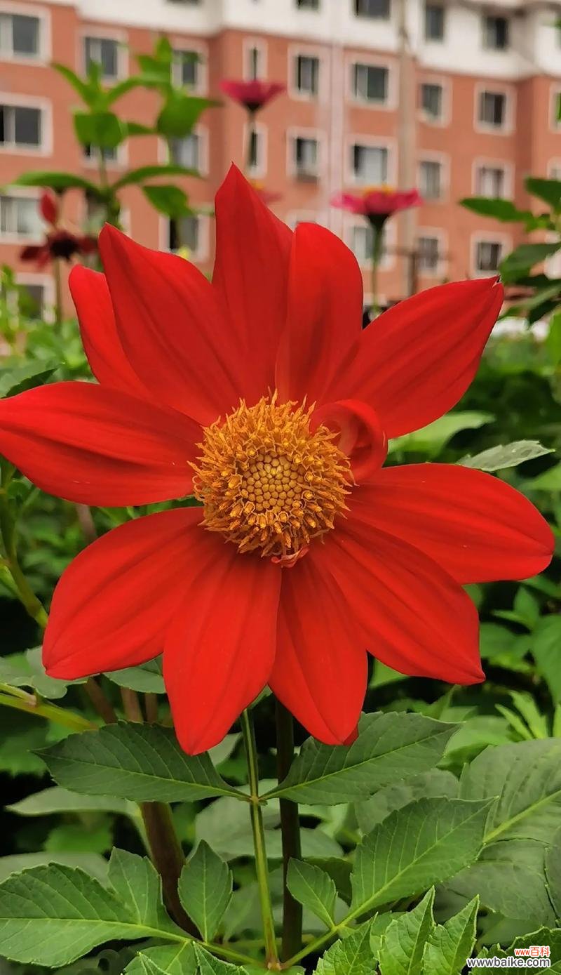 牡丹菊花语具体含义是什么?