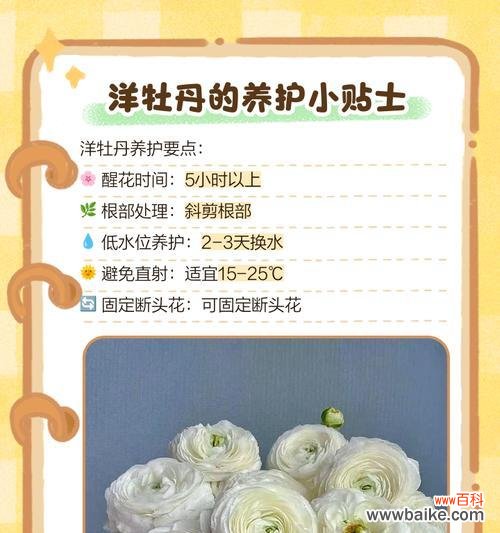 牡丹菊花语具体含义是什么?
