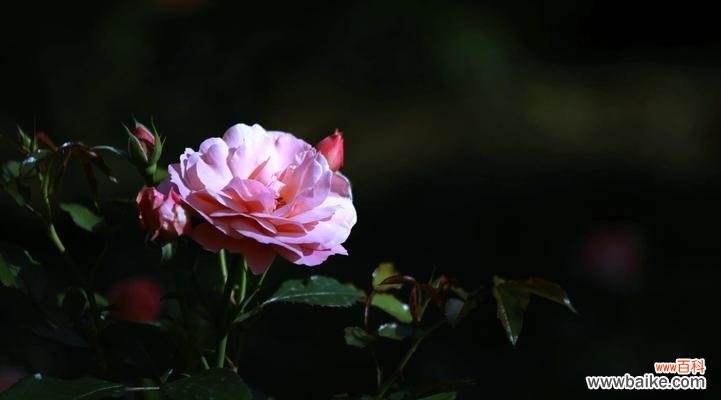 月季花寓意词语大全是什么?月季花的丰富花语解读。