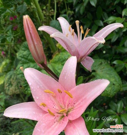 深情纯洁的白百合花语解读 白百合的花语与意义