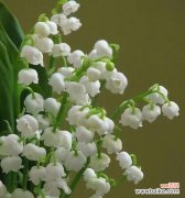 探索白铃兰的花语与寓意，了解这朵花的美丽与神秘 白铃兰的花语与寓意