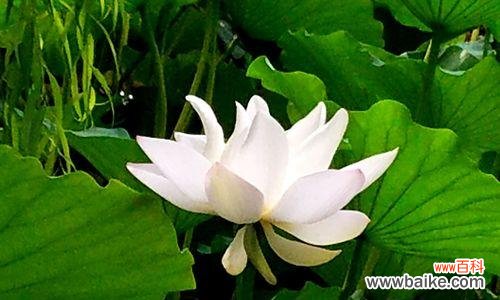 探索白莲花在不同文化中的象征与意义 白莲花的象征意义及文化内涵