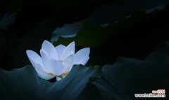 探索白莲花在不同文化中的象征与意义 白莲花的象征意义及文化内涵