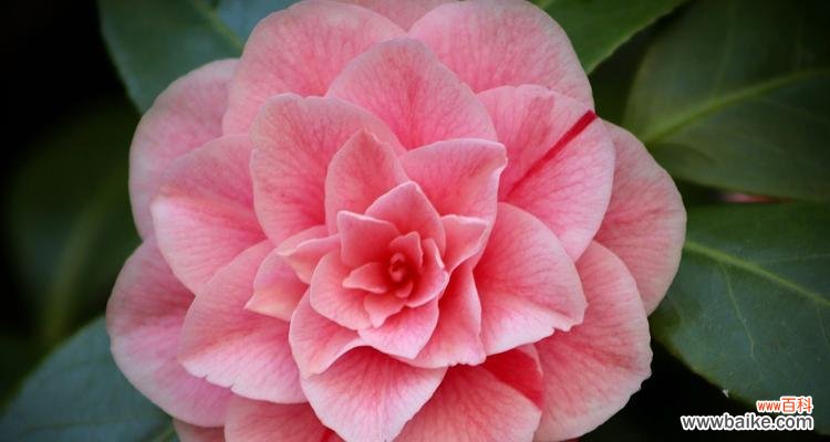 探寻白茶花的花语和寓意,感受它带来的美好 白茶花