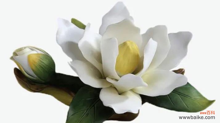 探寻白茶花的花语和寓意,感受它带来的美好 白茶花